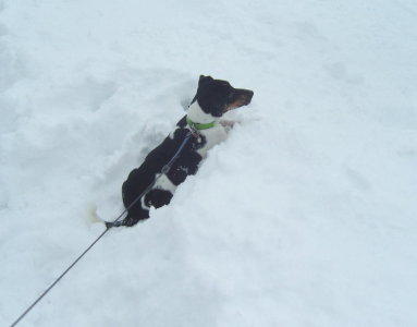 Schnee am letzten Januarwochenende Schnee am letzten Januarwochenende