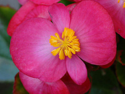 Blüten Blüten