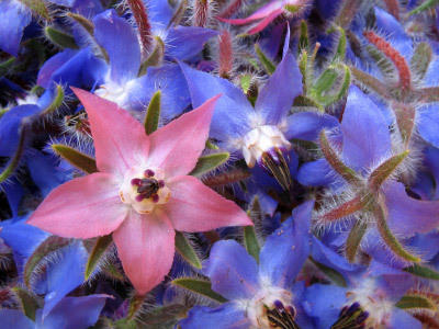 Blüten Blüten