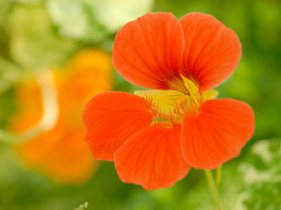 Blüten Blüten