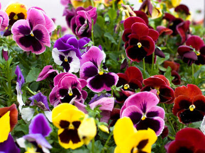Blüten Blüten