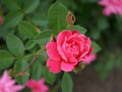 Blüten Blüten