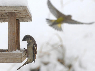 VOX Vögel im Winter füttern Tipps VOX Vögel im Winter füttern Tipps