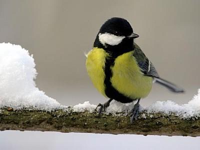 VOX Vögel im Winter füttern Tipps VOX Vögel im Winter füttern Tipps