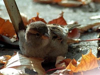 VOX Vögel im Winter füttern Tipps VOX Vögel im Winter füttern Tipps