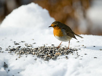 VOX Vögel im Winter füttern Tipps VOX Vögel im Winter füttern Tipps
