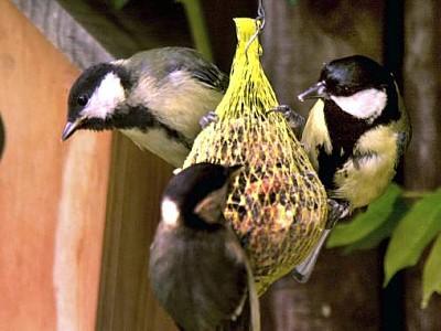 VOX Vögel im Winter füttern Tipps VOX Vögel im Winter füttern Tipps