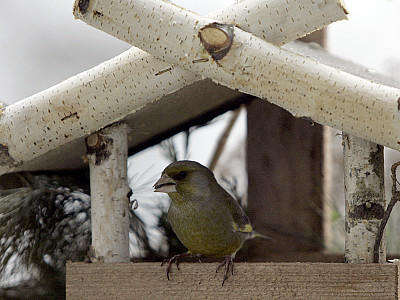 VOX Vögel im Winter füttern Tipps VOX Vögel im Winter füttern Tipps