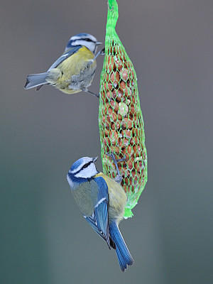 VOX Vögel im Winter füttern Tipps VOX Vögel im Winter füttern Tipps