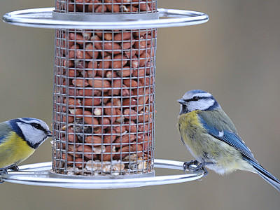 VOX Vögel im Winter füttern Tipps VOX Vögel im Winter füttern Tipps