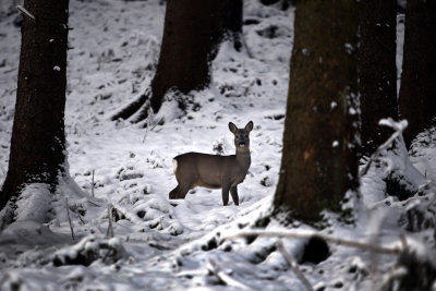 Erster Schnee Erster Schnee