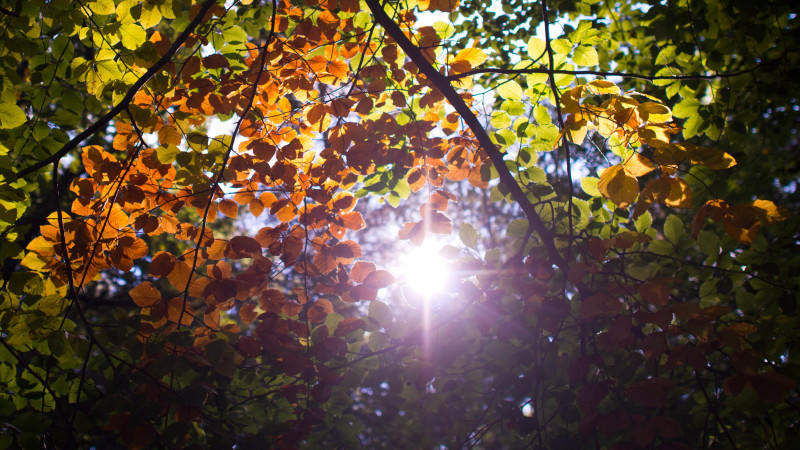 RG Herbst was sie wissen müssen RG Herbst was sie wissen müssen