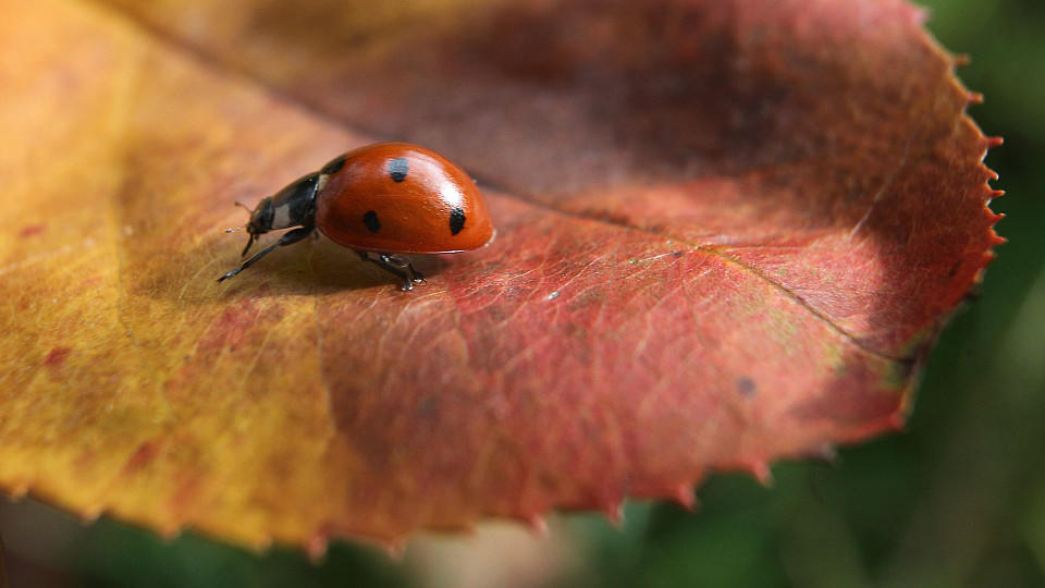RG Herbst was sie wissen müssen RG Herbst was sie wissen müssen