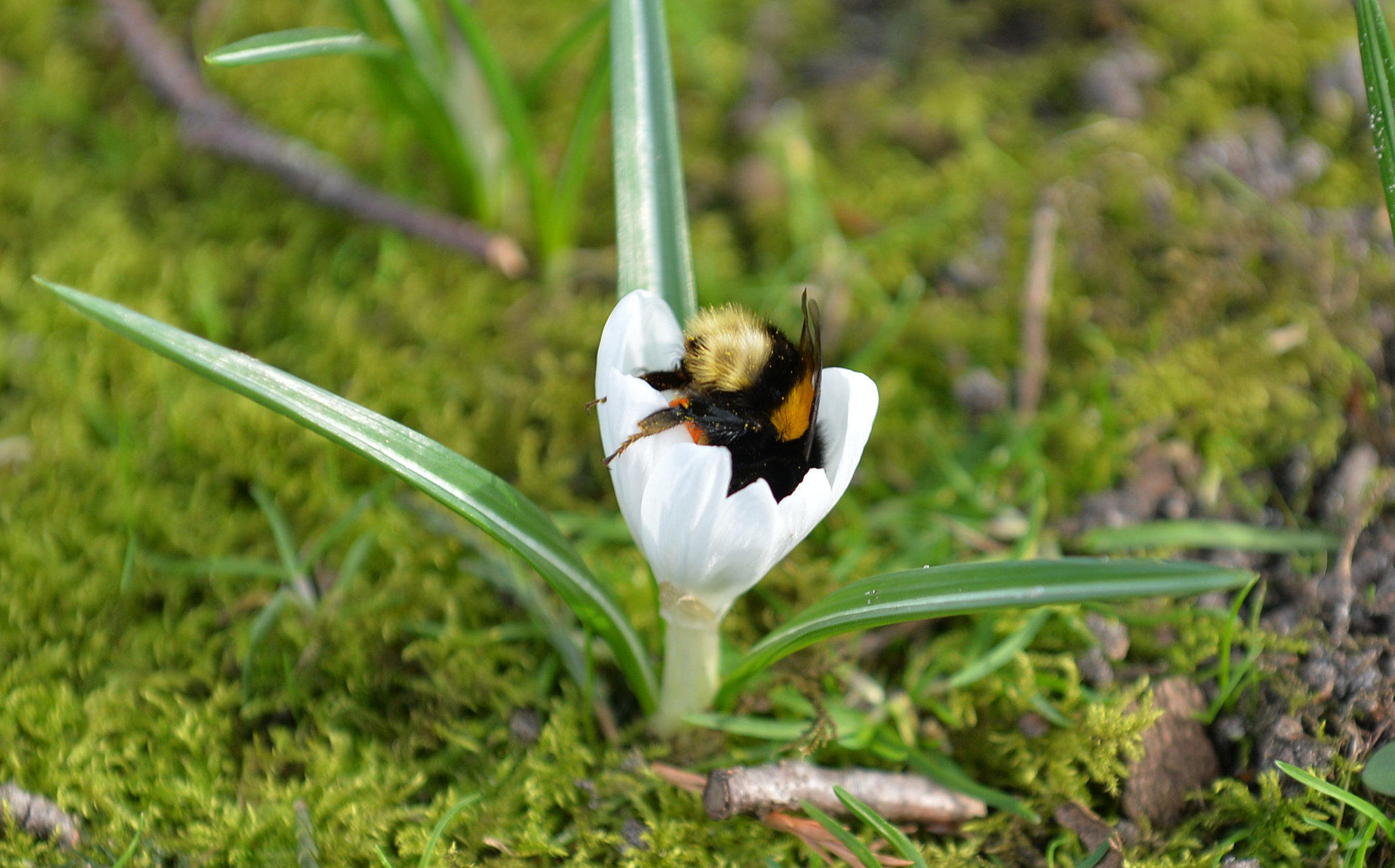 Gefährlicher Frühling Gefährlicher Frühling