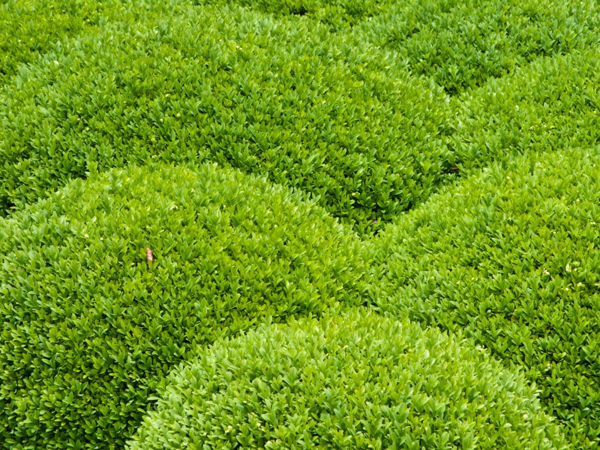 Garten im Mai Garten im Mai