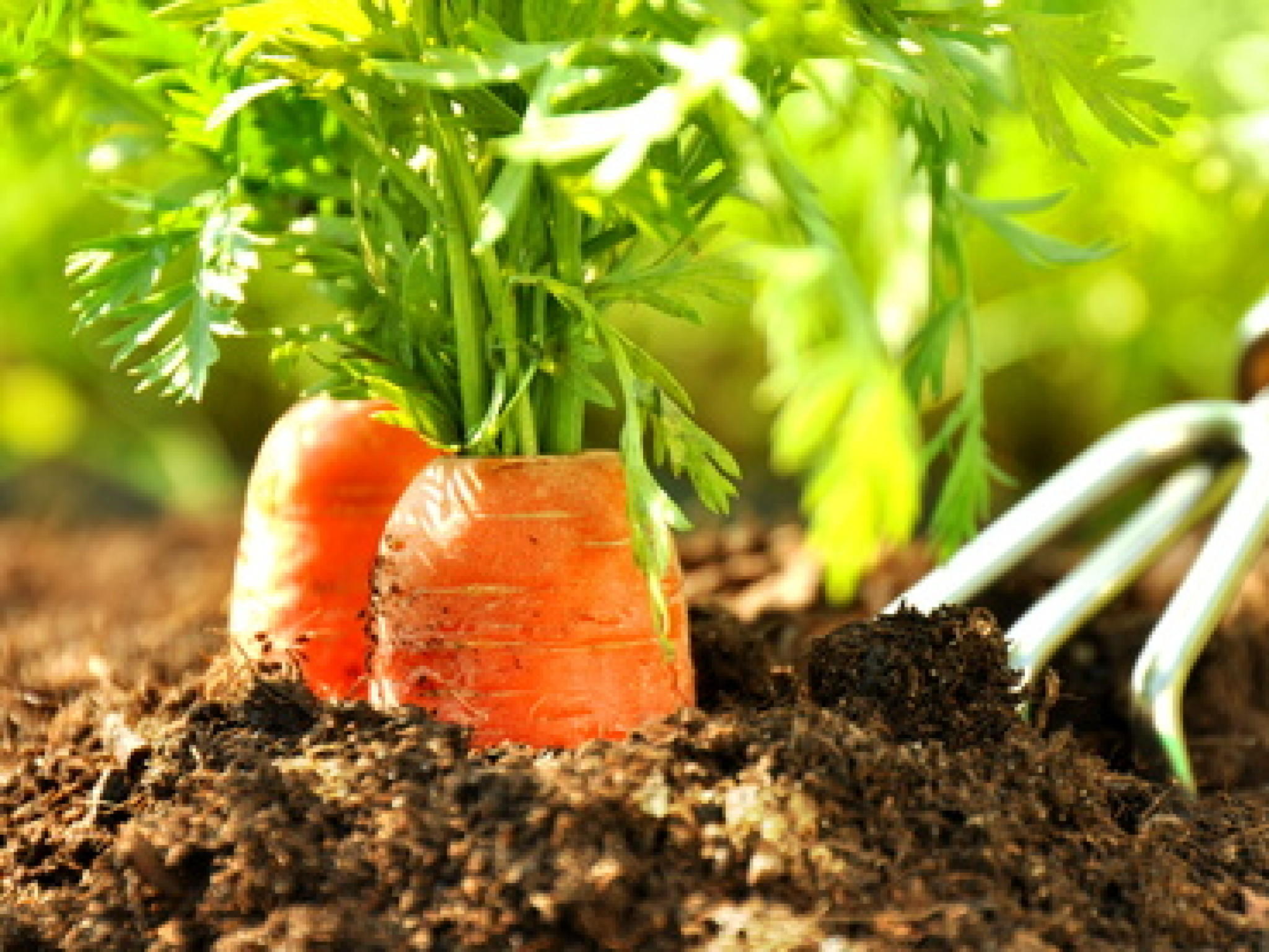 Garten im Mai Garten im Mai