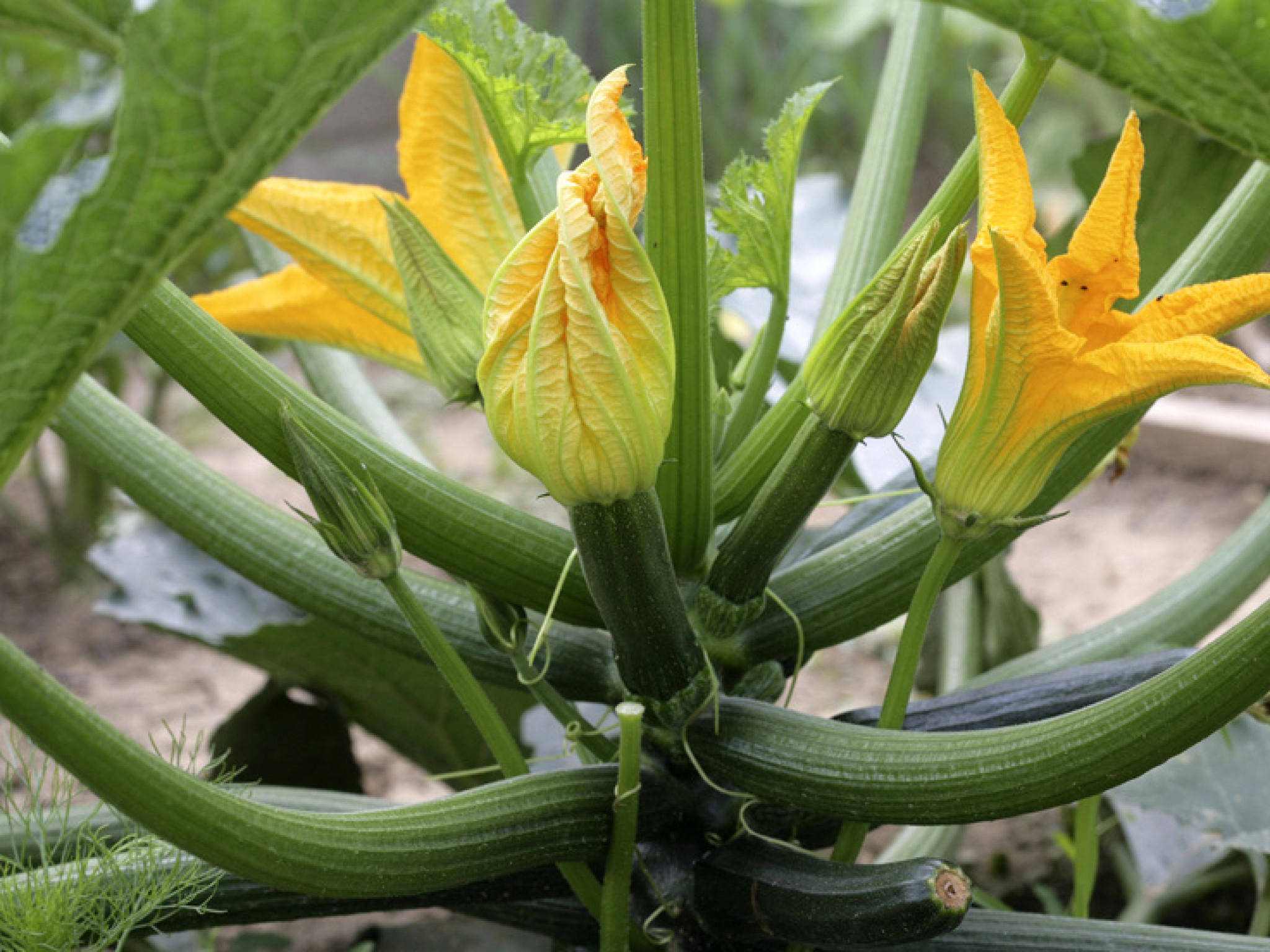 Garten im Mai Garten im Mai