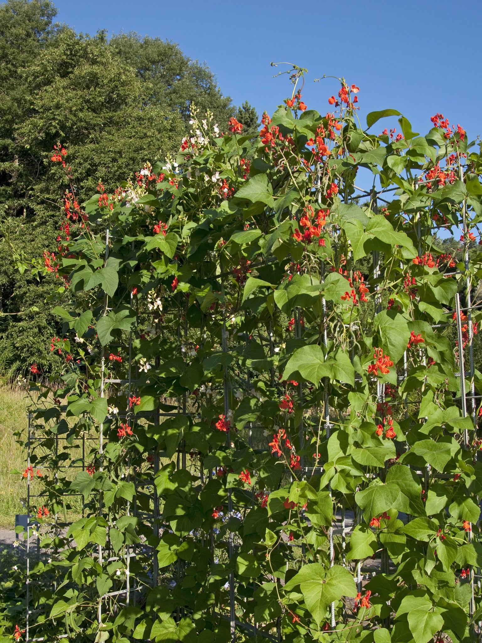 Garten im Mai Garten im Mai