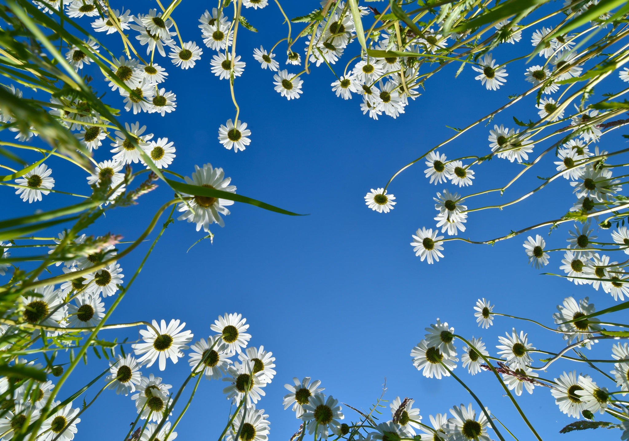 Blüten Blüten