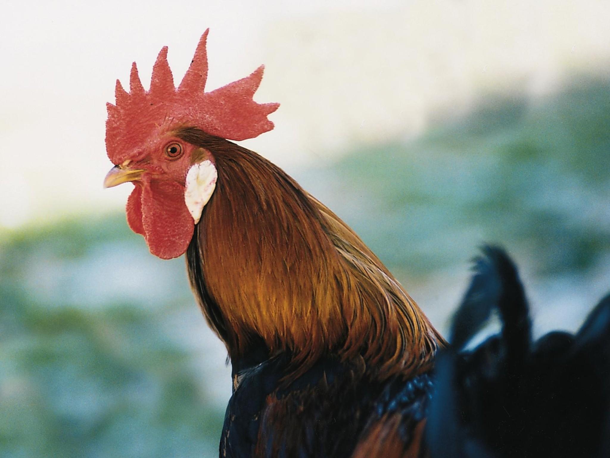 Tiere als Wetterpropheten Tiere als Wetterpropheten