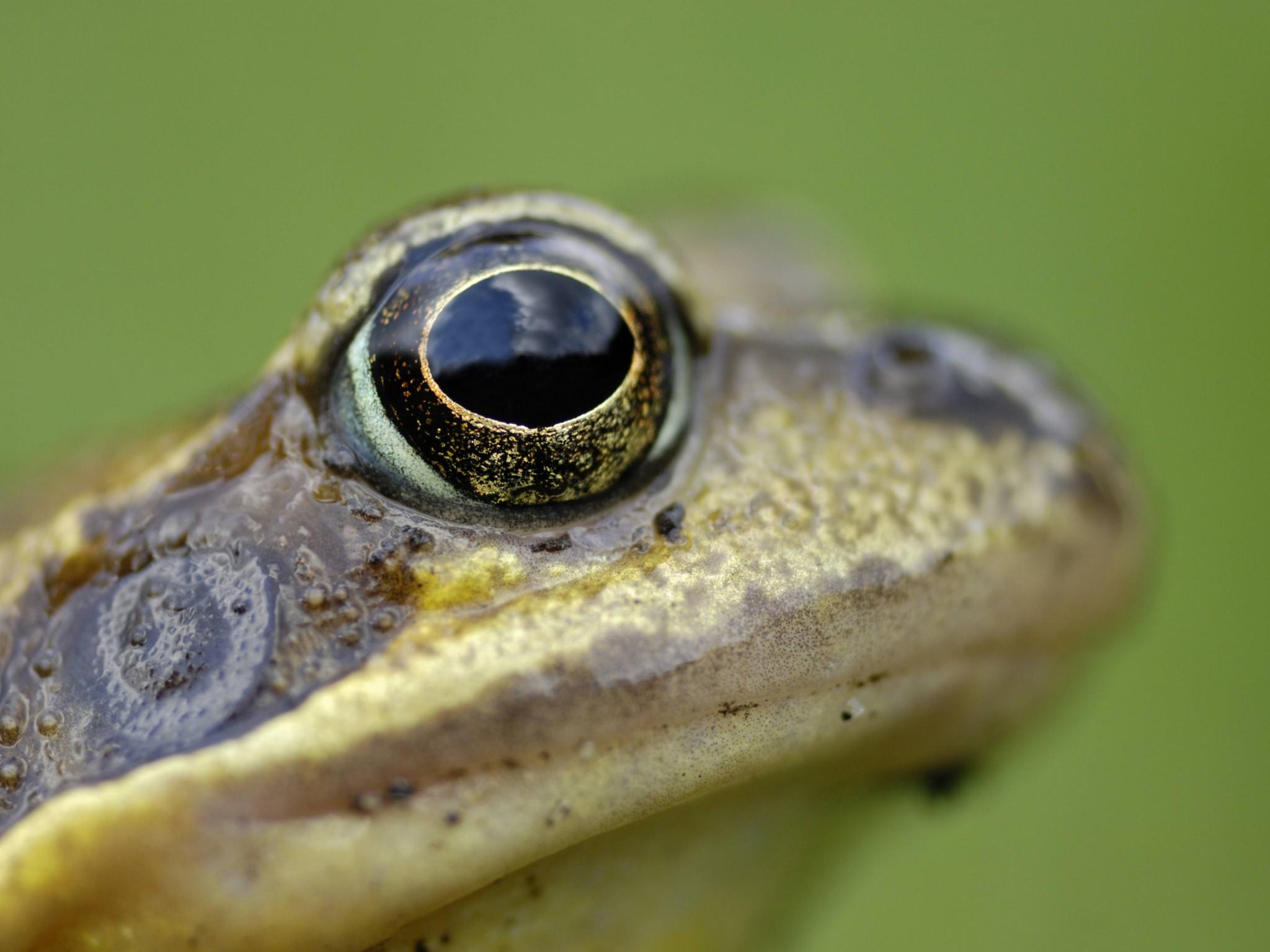 Tiere als Wetterpropheten Tiere als Wetterpropheten