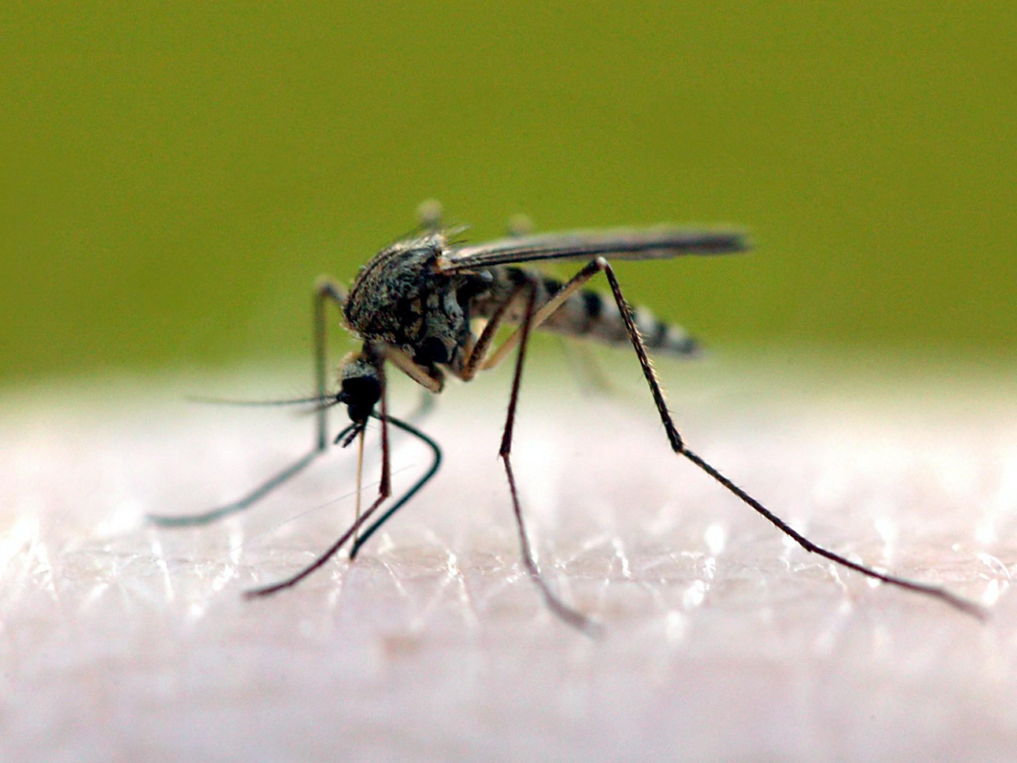 Tiere als Wetterpropheten Tiere als Wetterpropheten