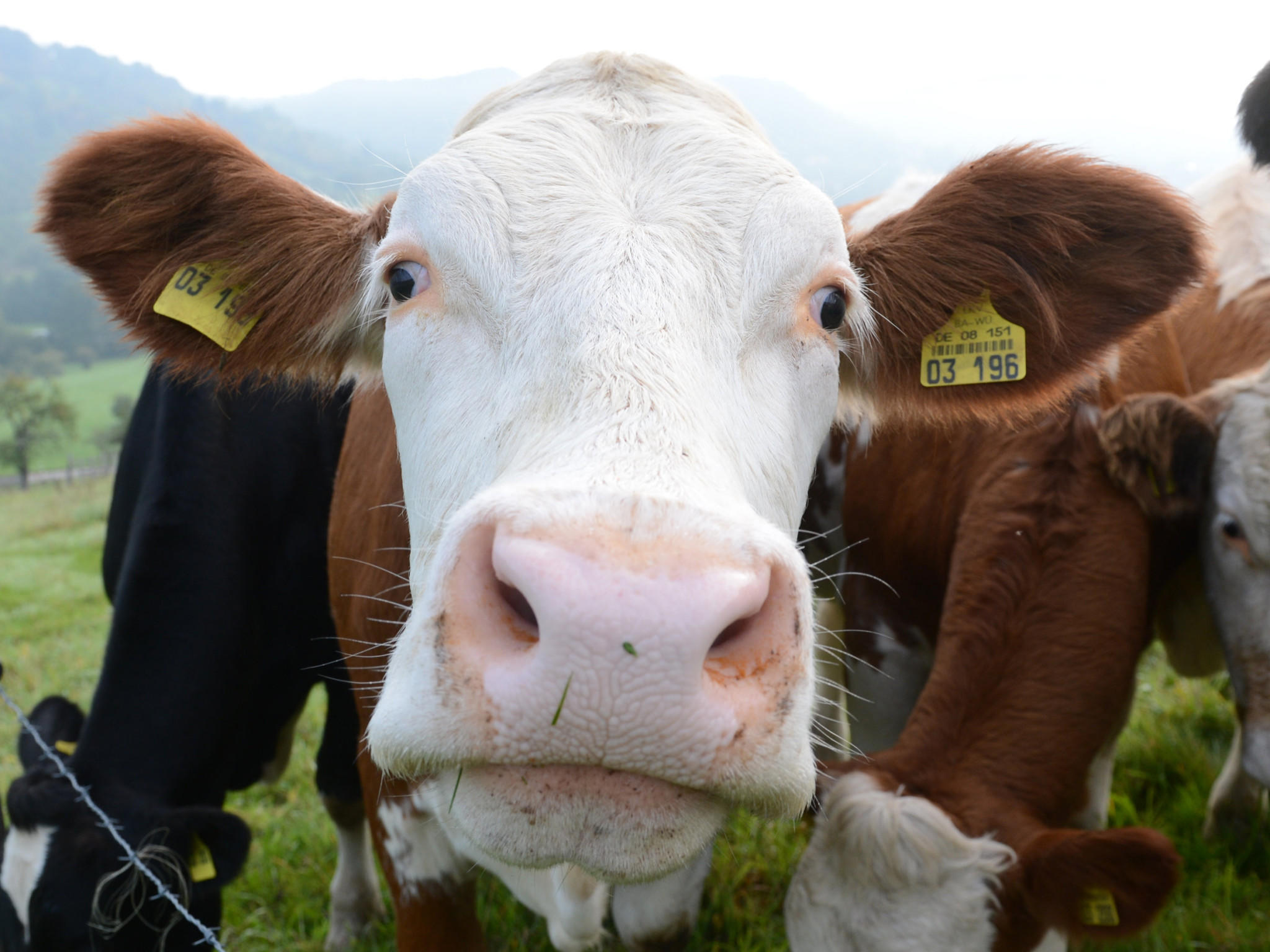 Tiere als Wetterpropheten Tiere als Wetterpropheten