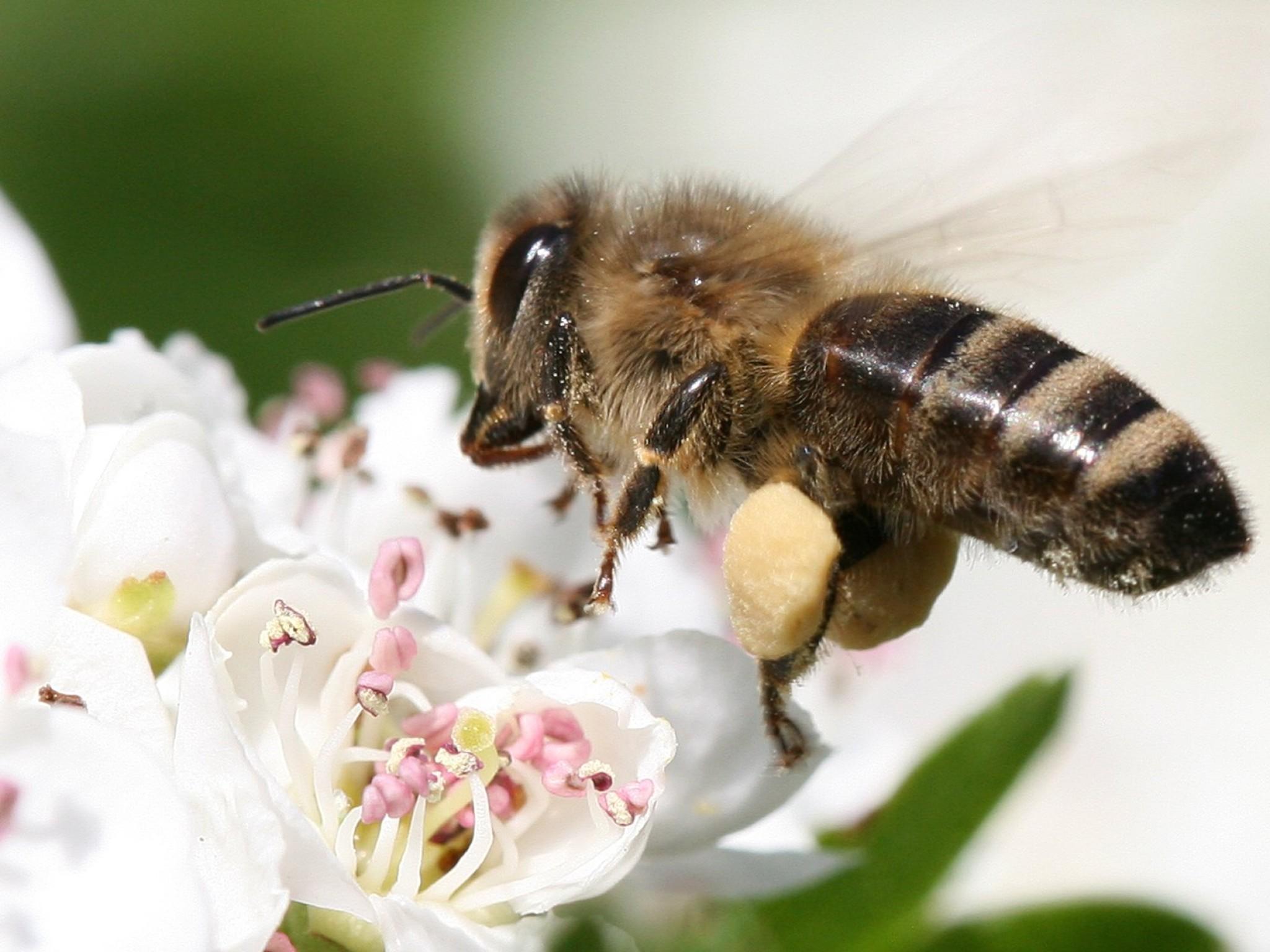 Tiere als Wetterpropheten Tiere als Wetterpropheten