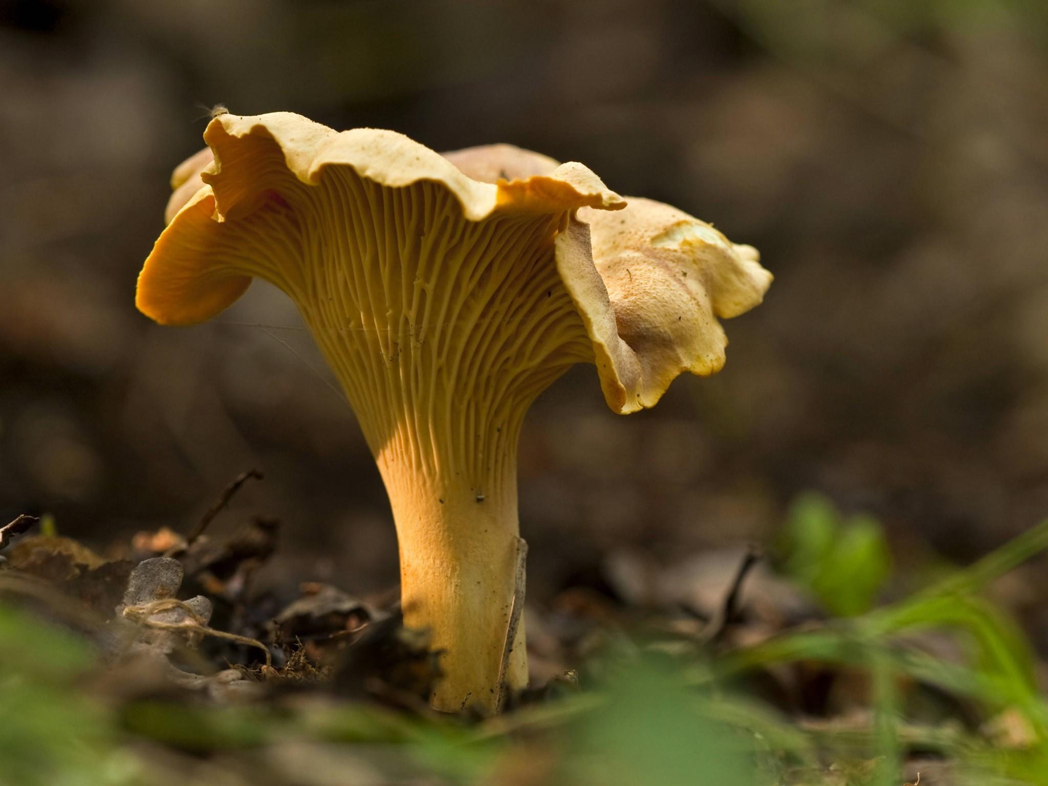 Pilze sammeln: Giftige Pilze und essbare Pilze bestimmen - wetter.de
