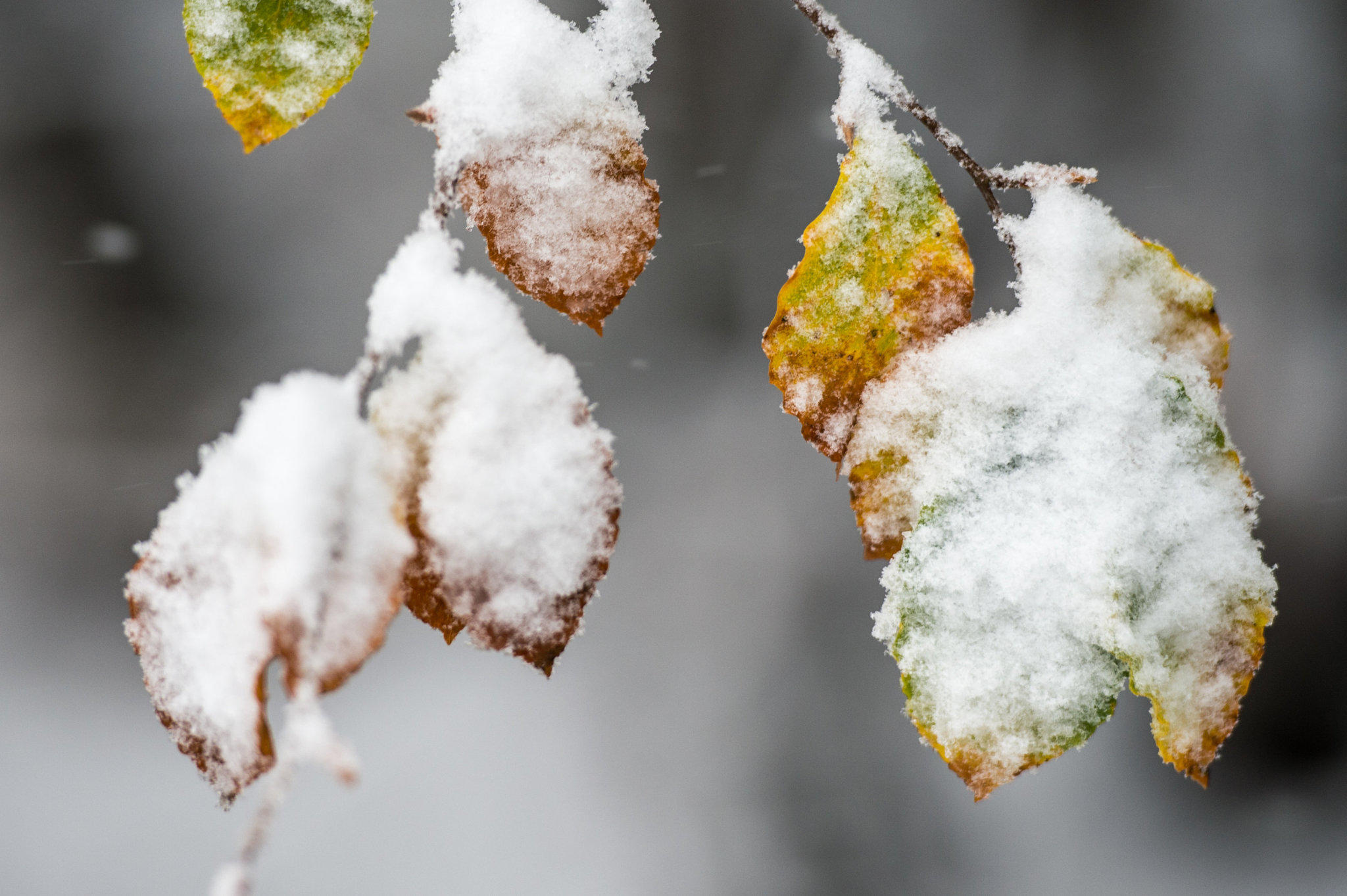 Der erste Schnee 2014/15 Der erste Schnee 2014/15