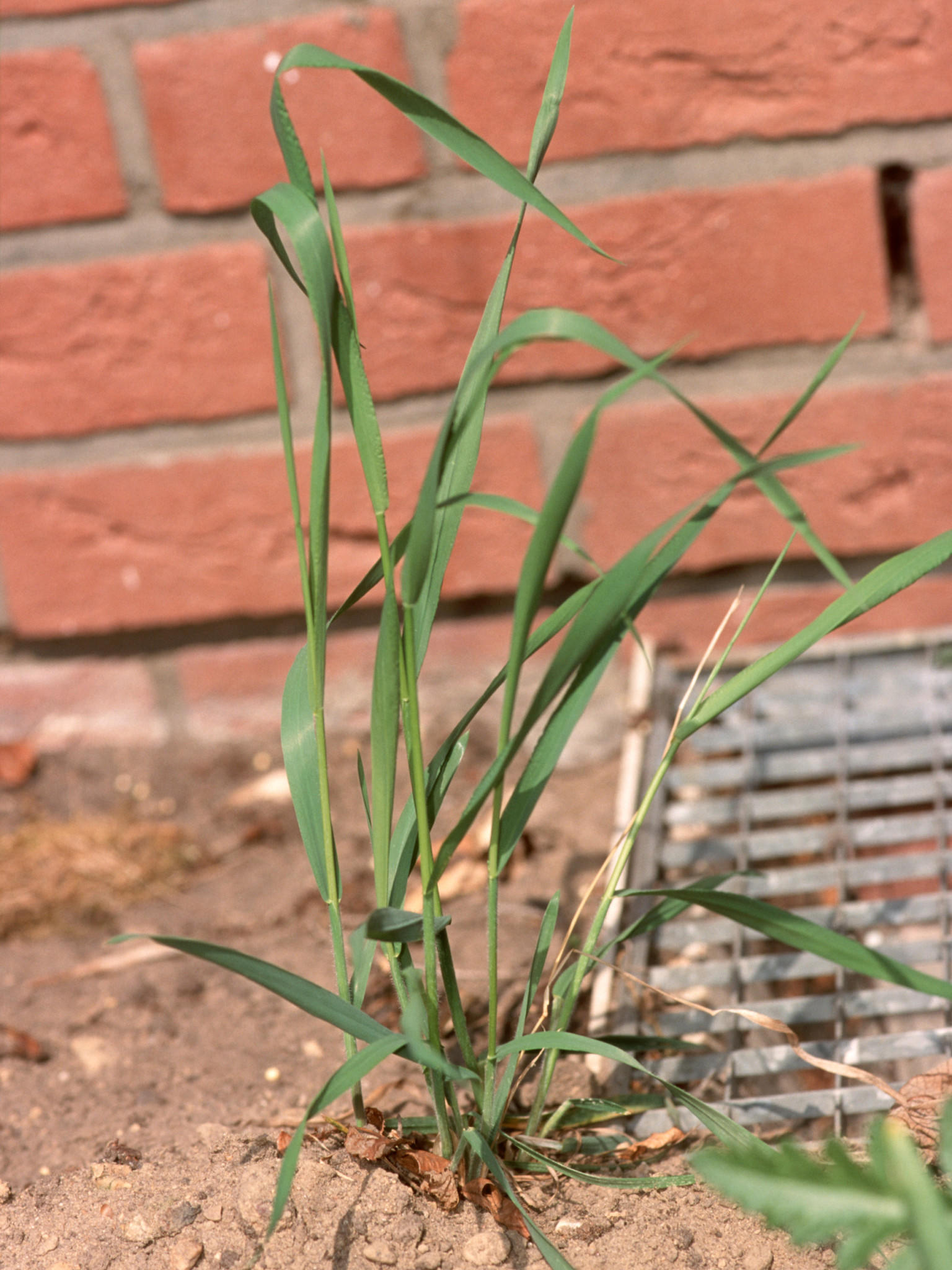 Wetter - Garten - Unkraut und wozu es gut ist Wetter - Garten - Unkraut und wozu es gut ist