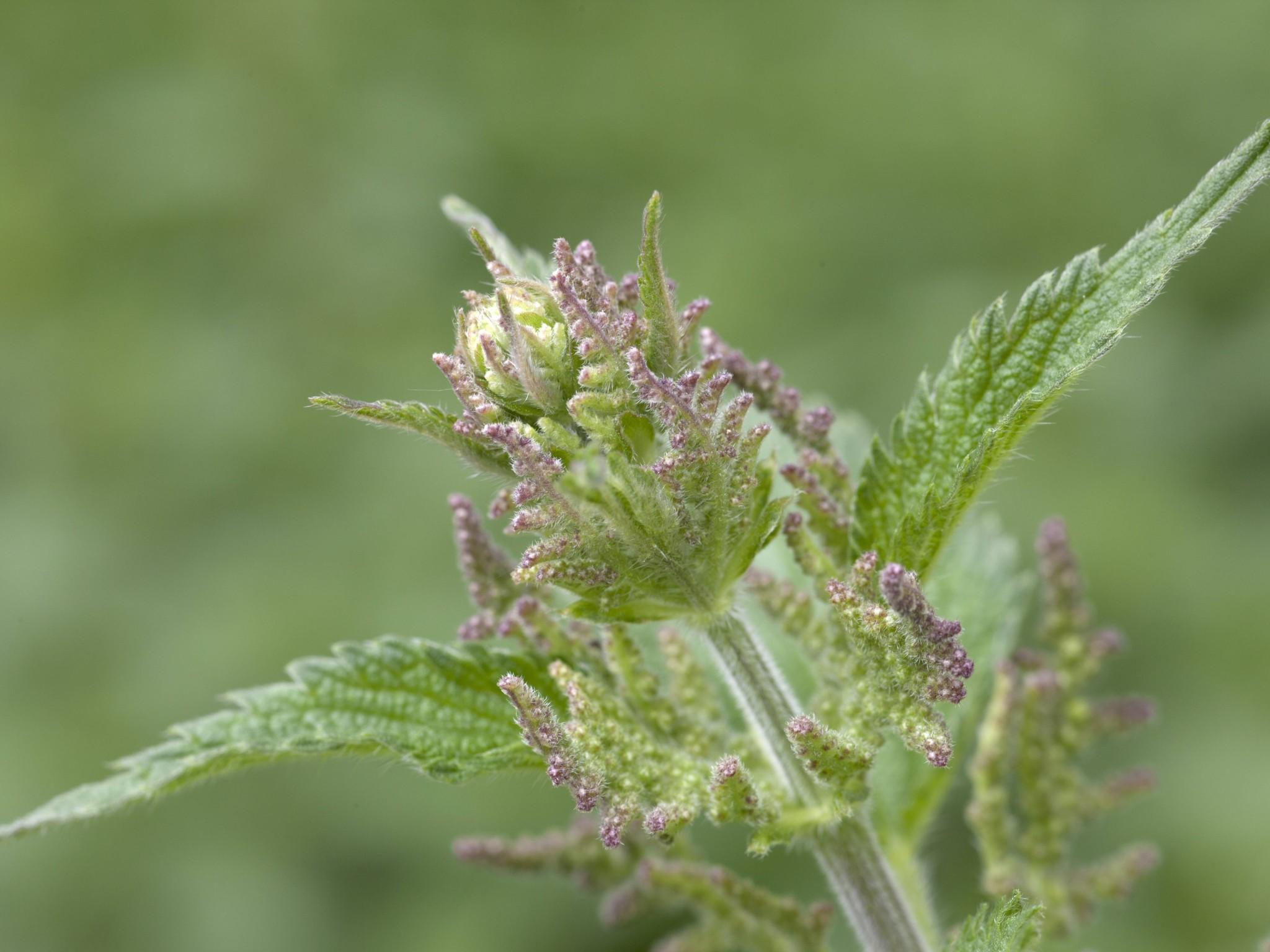 Wetter - Garten - Unkraut und wozu es gut ist Wetter - Garten - Unkraut und wozu es gut ist