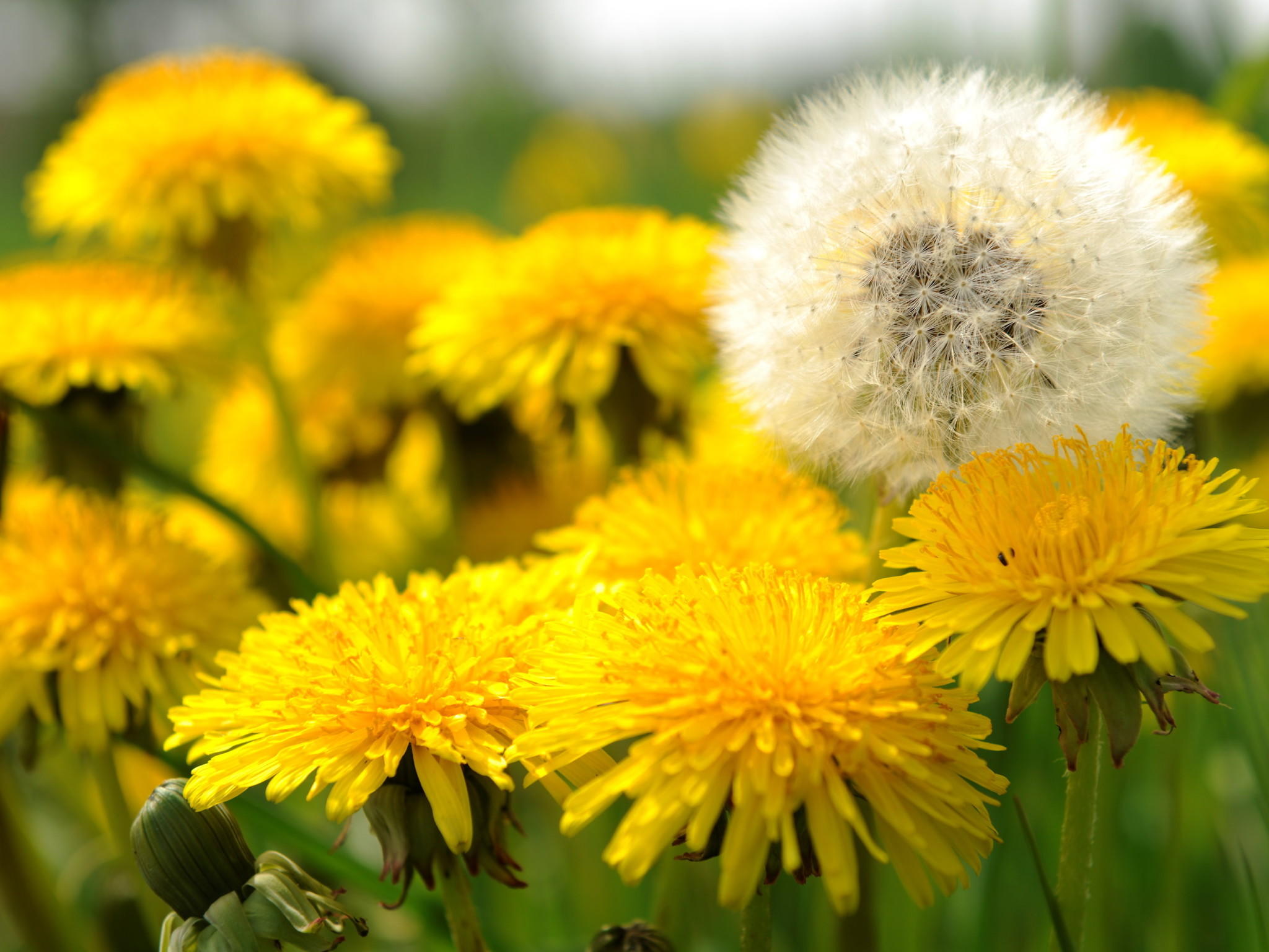 Wetter - Garten - Unkraut und wozu es gut ist Wetter - Garten - Unkraut und wozu es gut ist