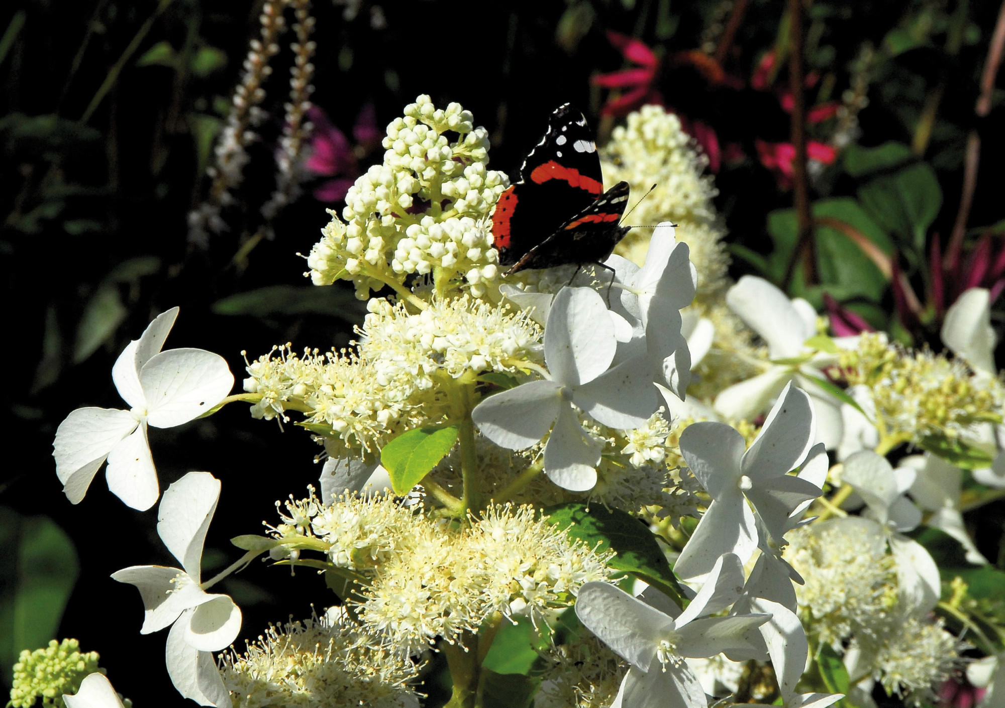 Wetter - Garten - Sommerblumen 2015 Wetter - Garten - Sommerblumen 2015