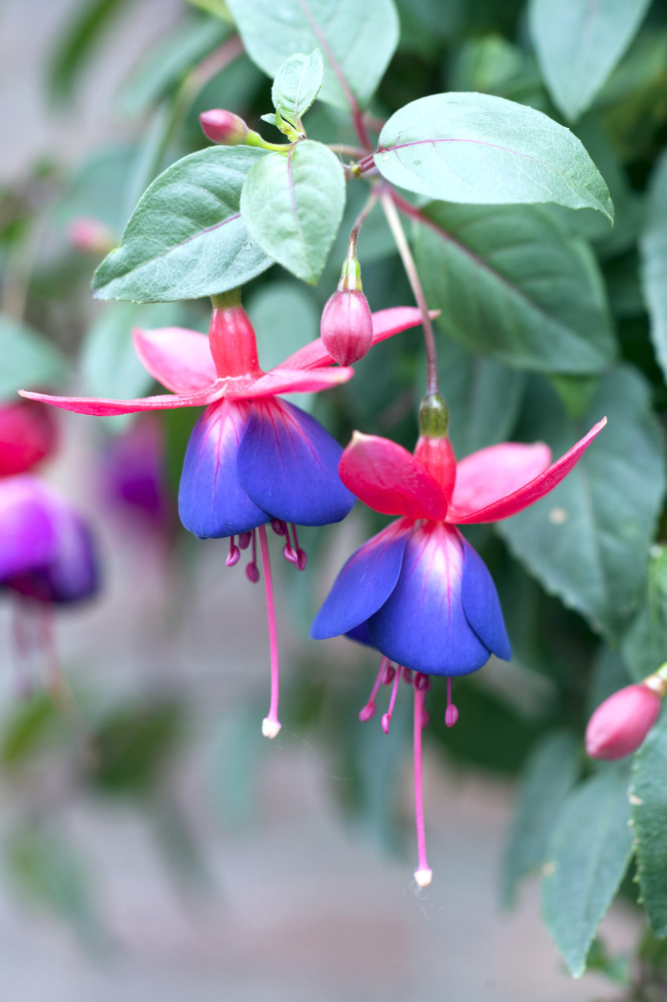 Wetter - Garten - Sommerblumen 2015 Wetter - Garten - Sommerblumen 2015