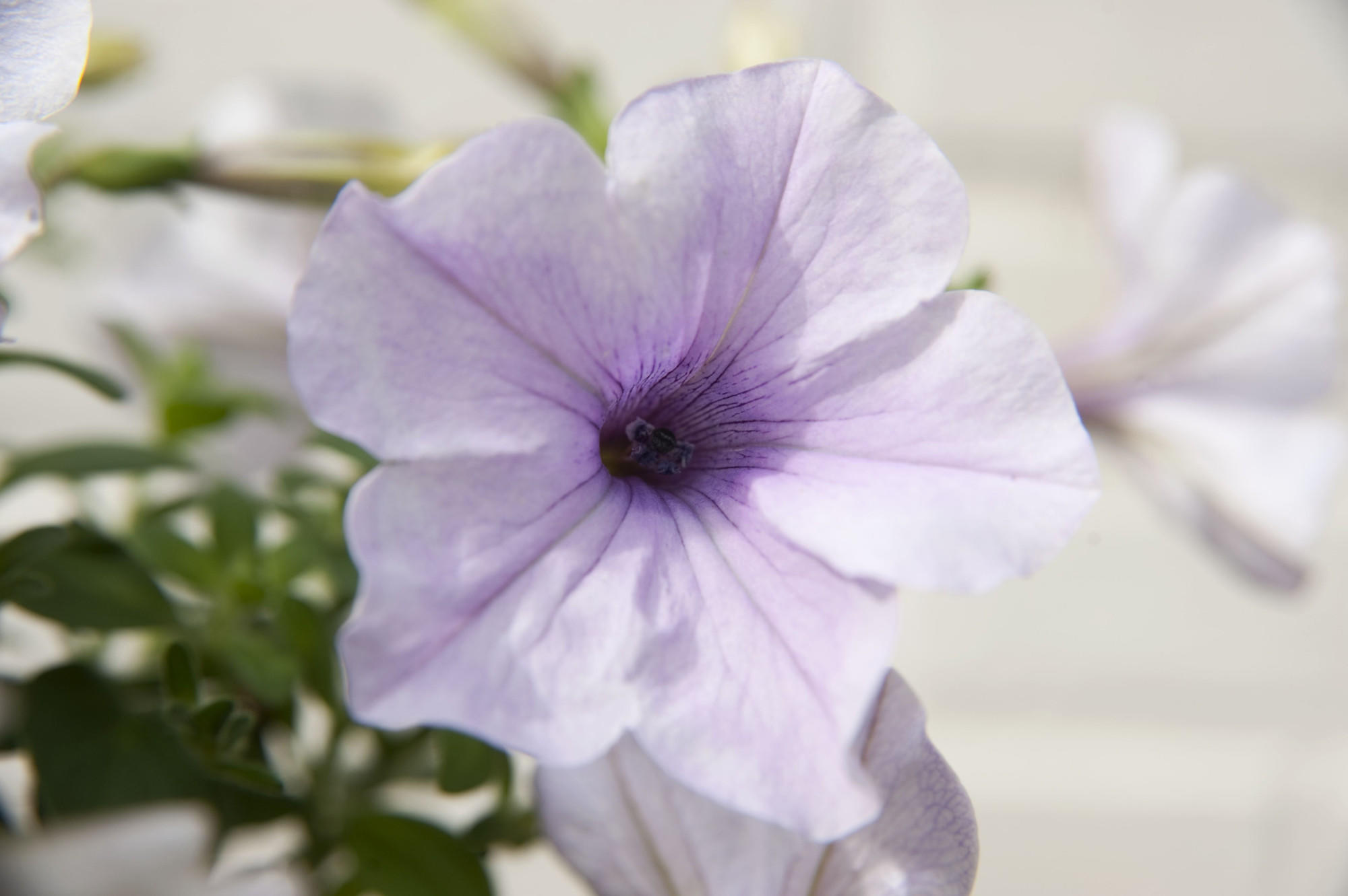 Wetter - Garten - Sommerblumen 2015 Wetter - Garten - Sommerblumen 2015
