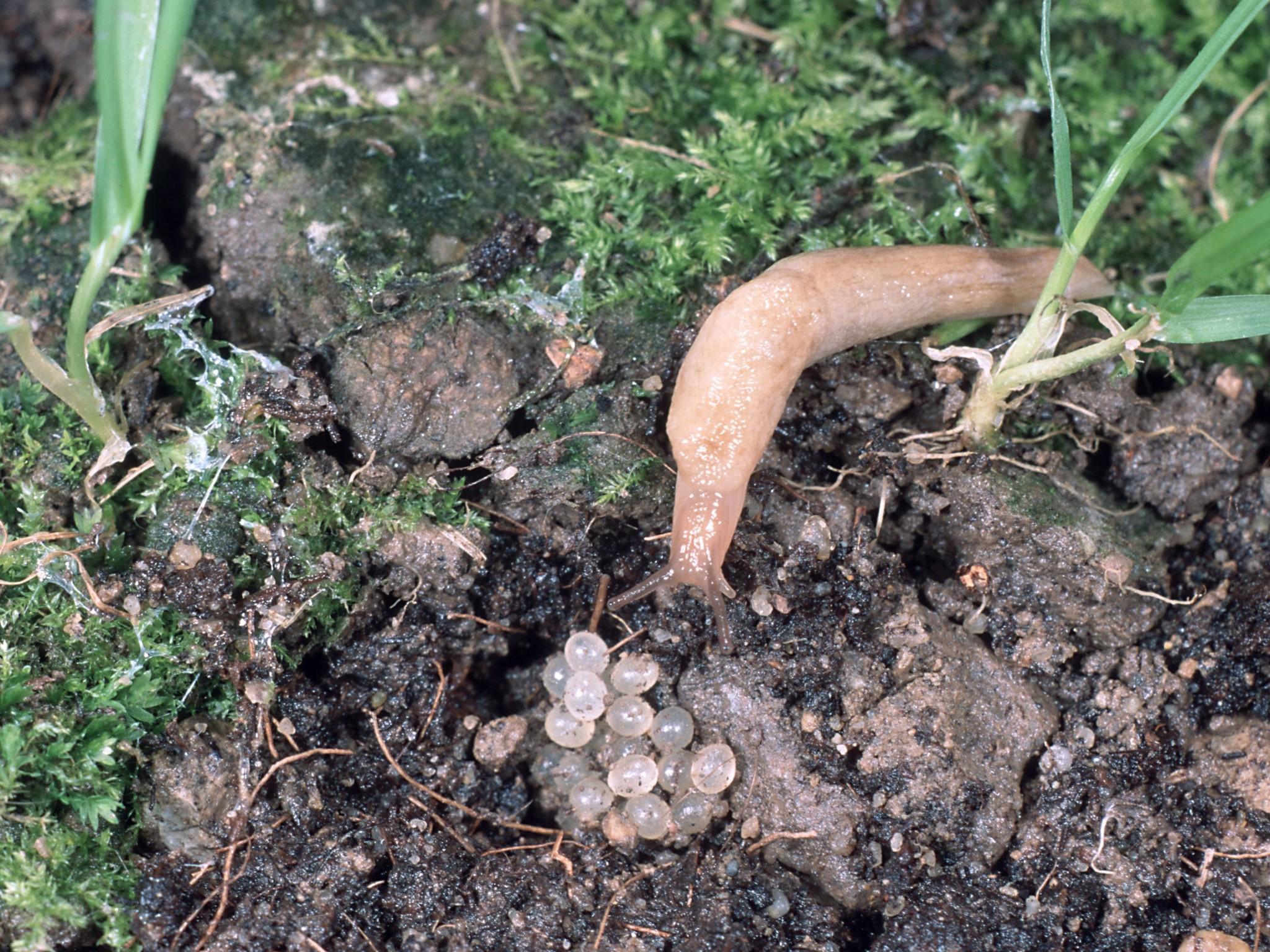 Umweltfreundlich Schnecken bekämpfen Umweltfreundlich Schnecken bekämpfen