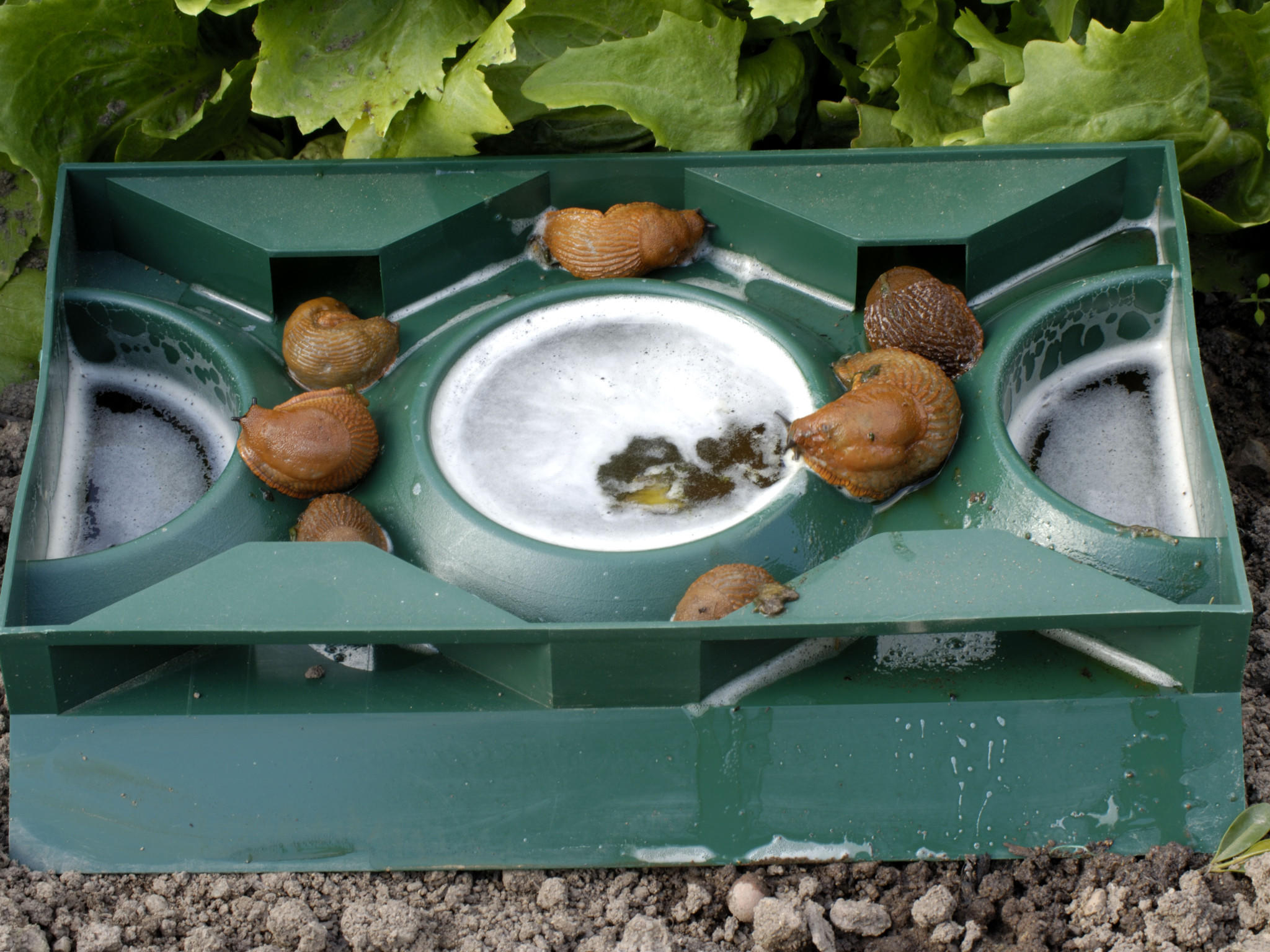 Umweltfreundlich Schnecken bekämpfen Umweltfreundlich Schnecken bekämpfen
