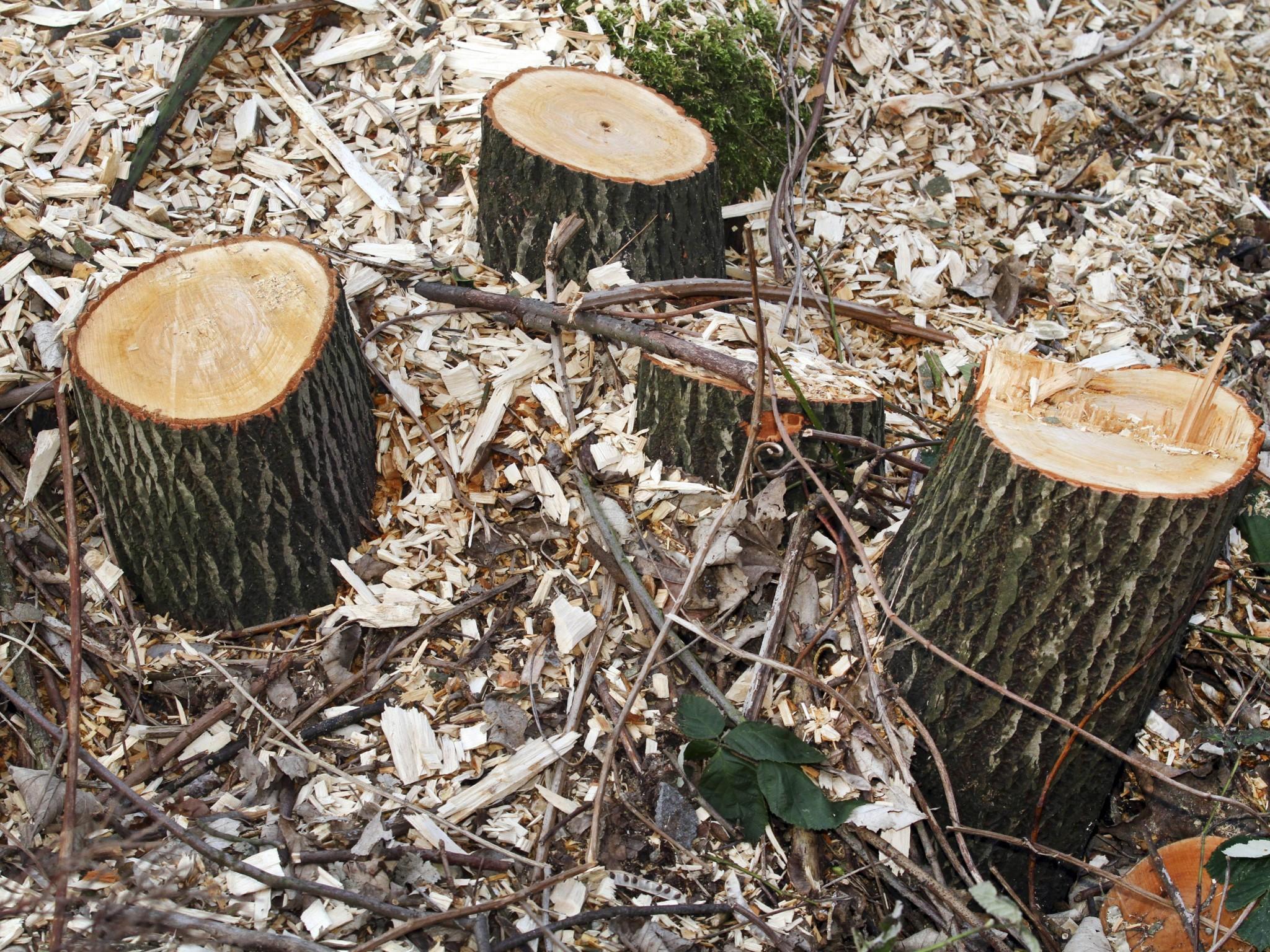 Umweltfreundlich Schnecken bekämpfen Umweltfreundlich Schnecken bekämpfen