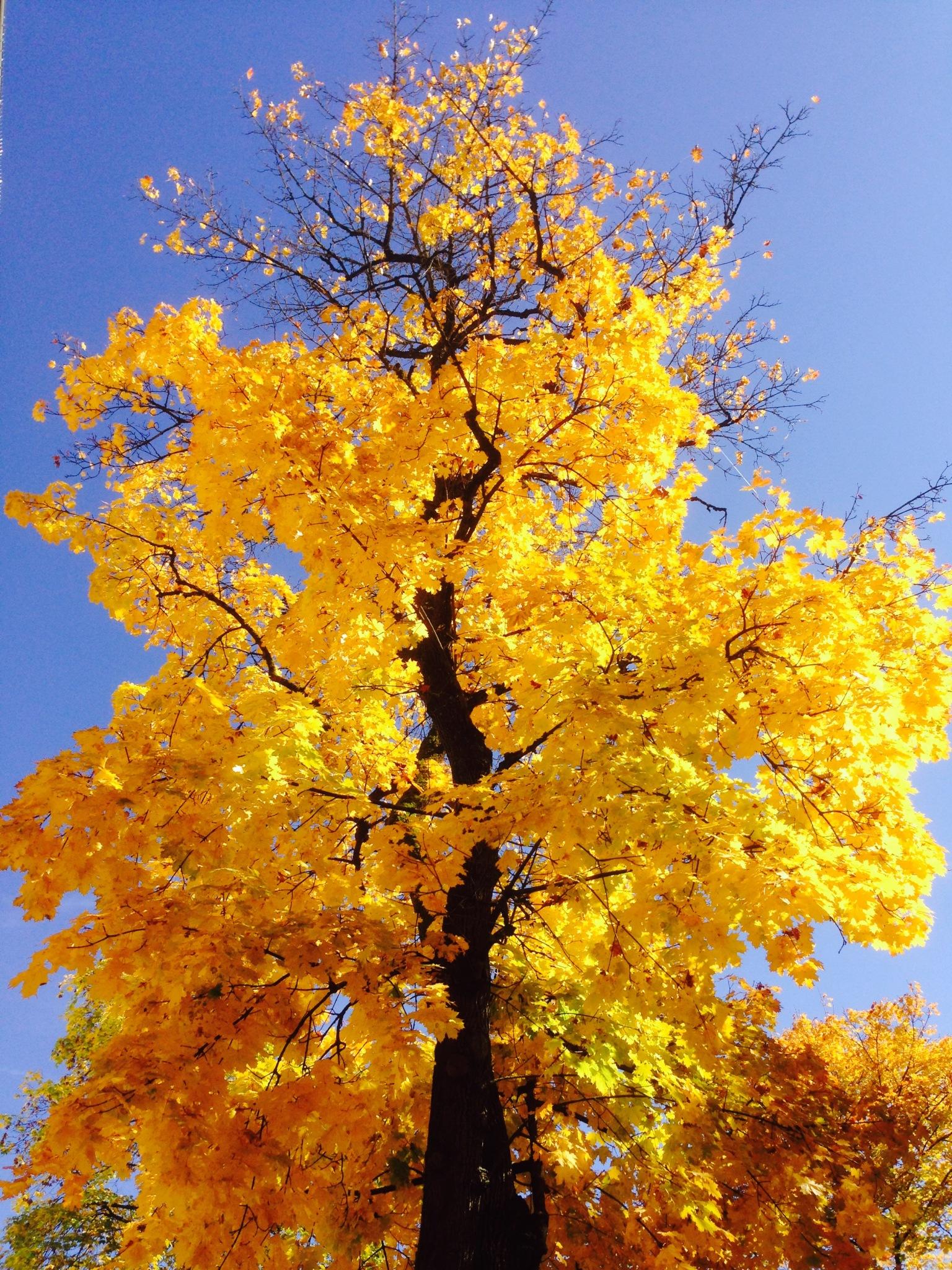 Die schönsten Herbstbilder wetter.de