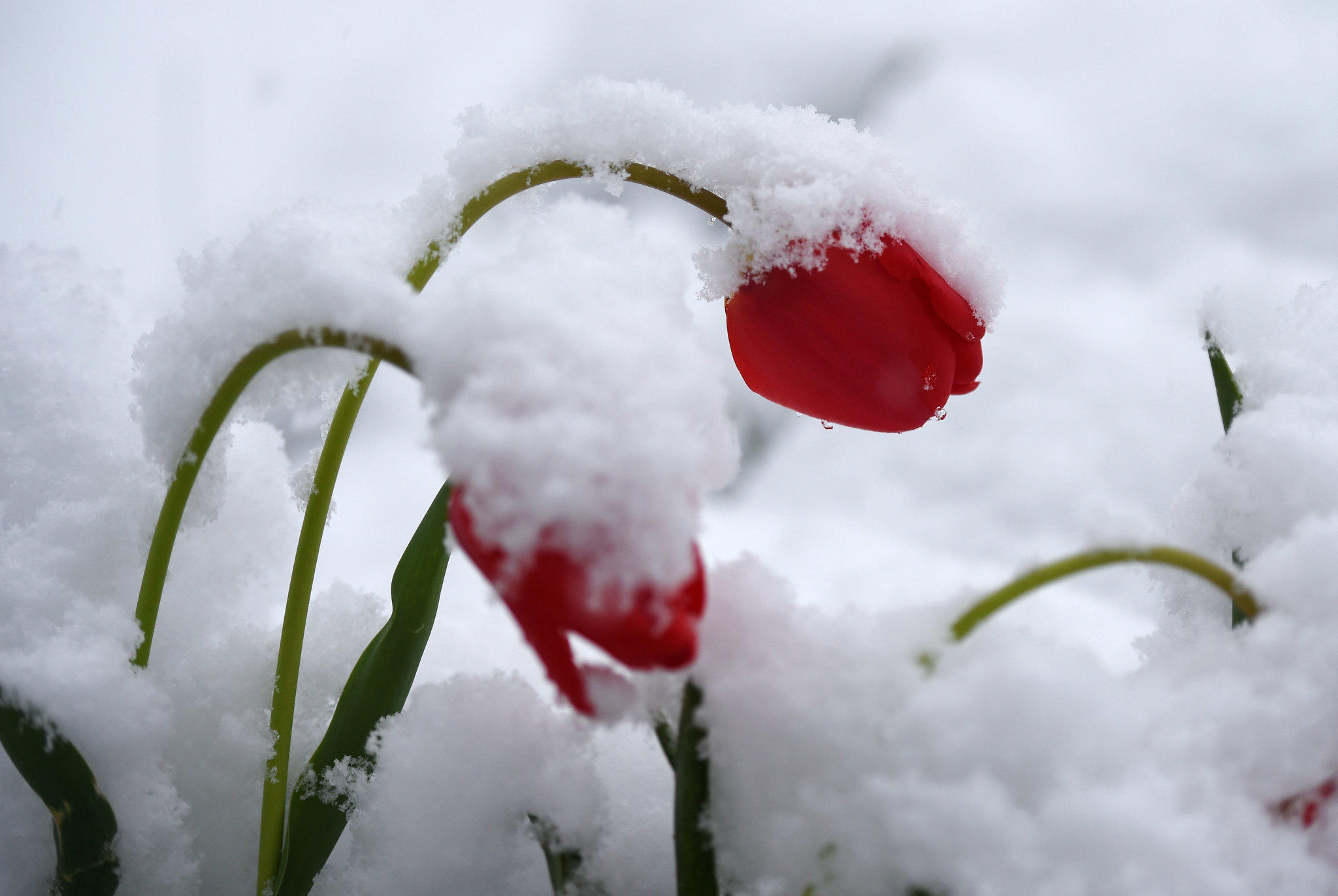 Schnee im April Schnee im April