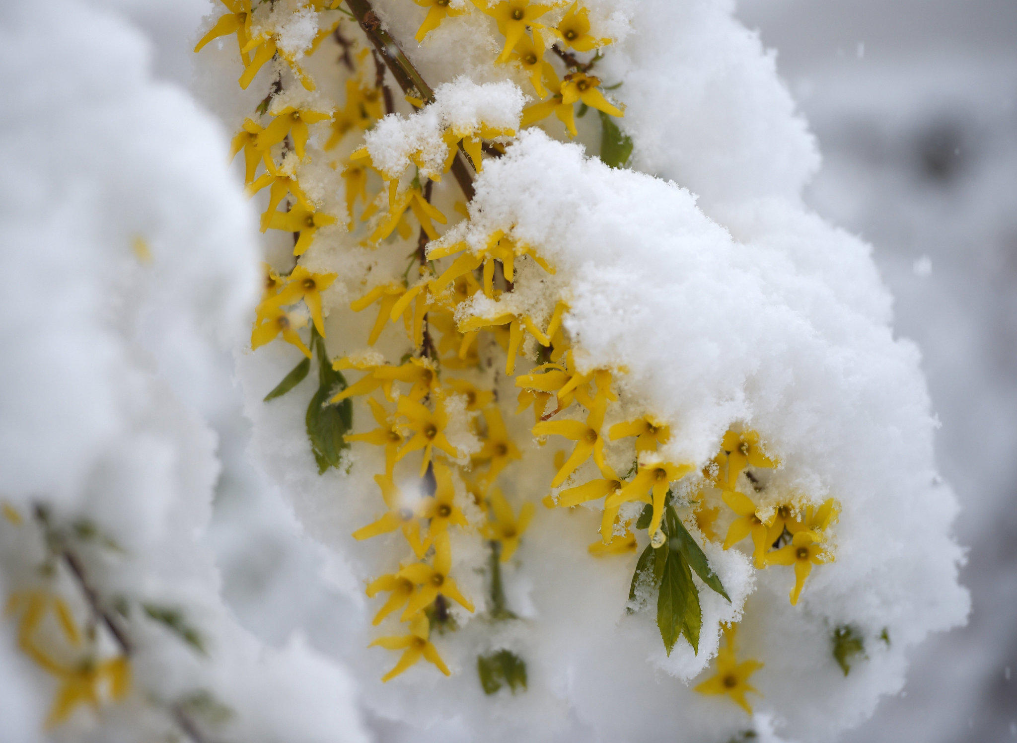 Schnee im April Schnee im April