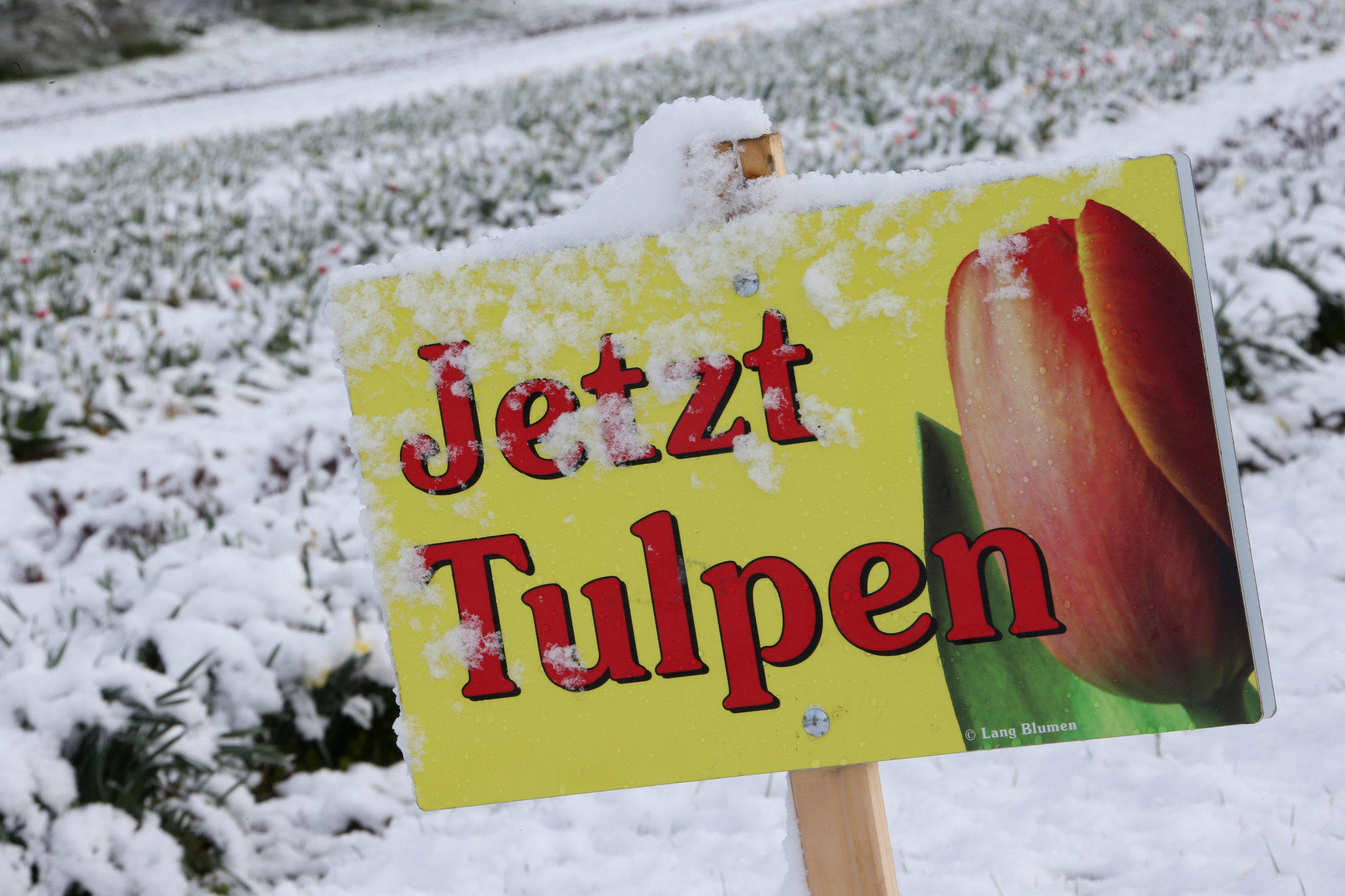 Schnee im April Schnee im April