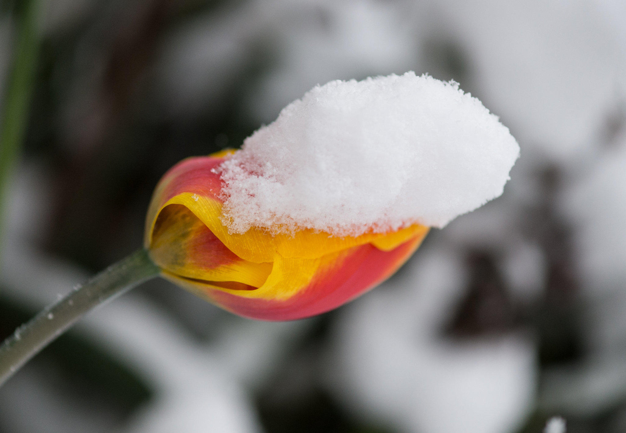 Schnee im April Schnee im April