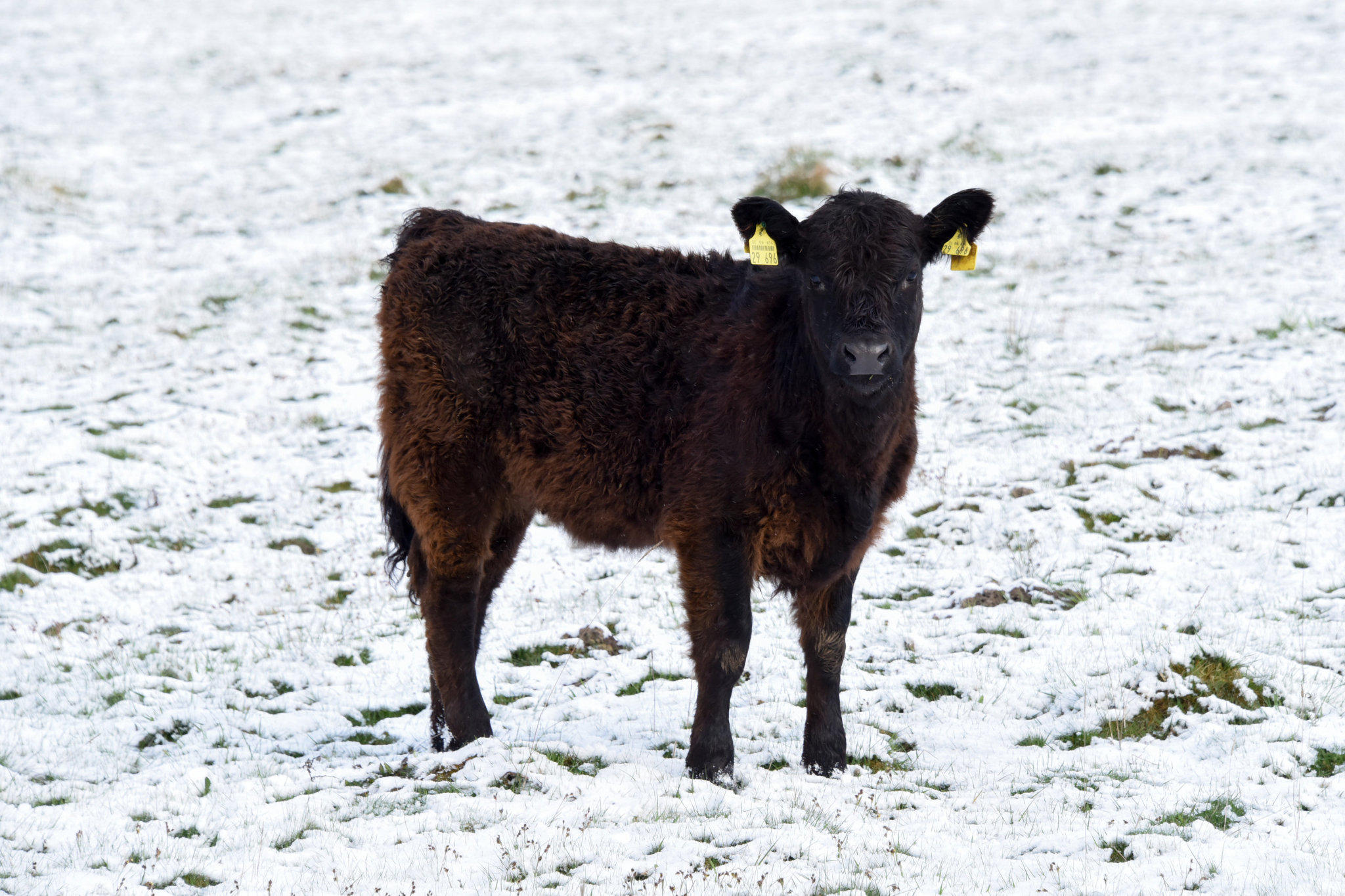 Schnee im April Schnee im April