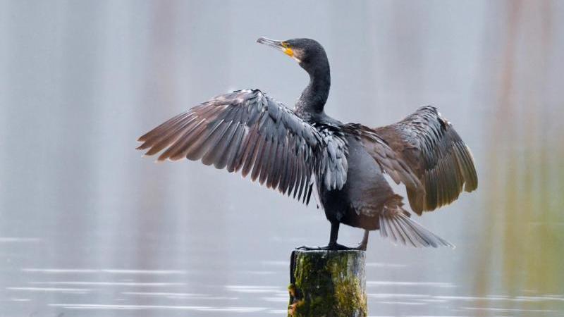 Klimawandel: Wie Zugvögel leiden oder profitieren Kormoran