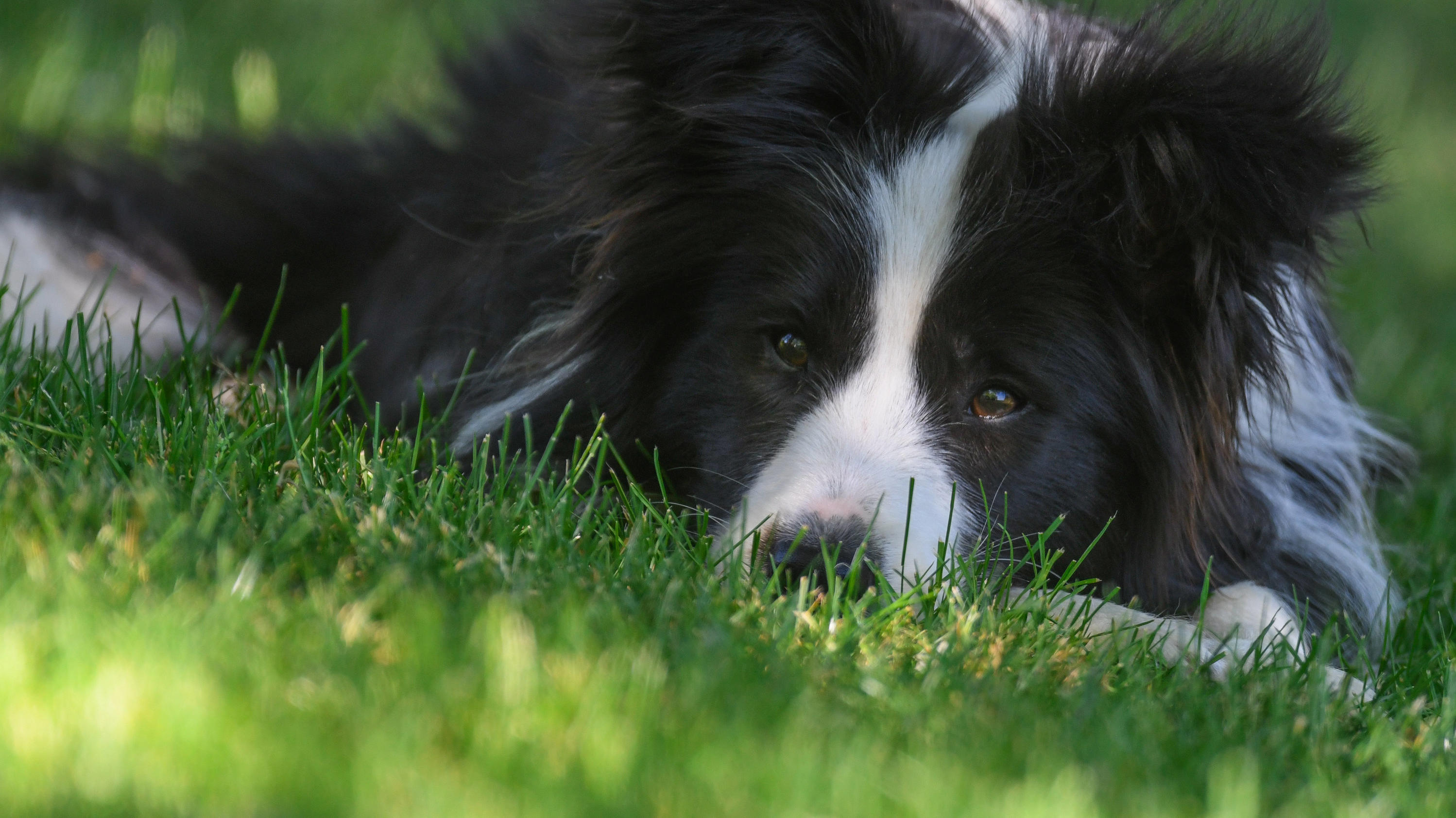 Wetterbericht für den 11.07.2020: Wetter wird ruhig und zahm 26.05.2018, Brandenburg, Sieversdorf: Die Border Collie Hündin Tilda liegt im Schatten auf einer Wiese in einem Garten. Auf Temperaturen wie im Hochsommer können sich die Deutschen in den kommenden Tagen freuen. Schon am Samstag kann es nach Prognose