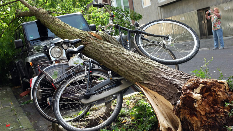 Was Sie bei Ihrer Versicherung checken sollten Baum auf Auto und Fahrräder gestürzt