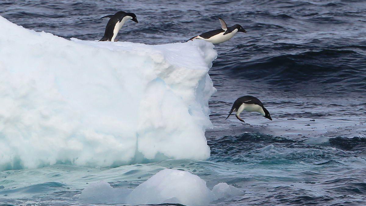 Das Antarktis-Eis schwindet immer schneller - und damit steigt der Meeresspiegel Das Antarktis-Eis schwindet immer schneller - und damit steigt der Meeresspiegel