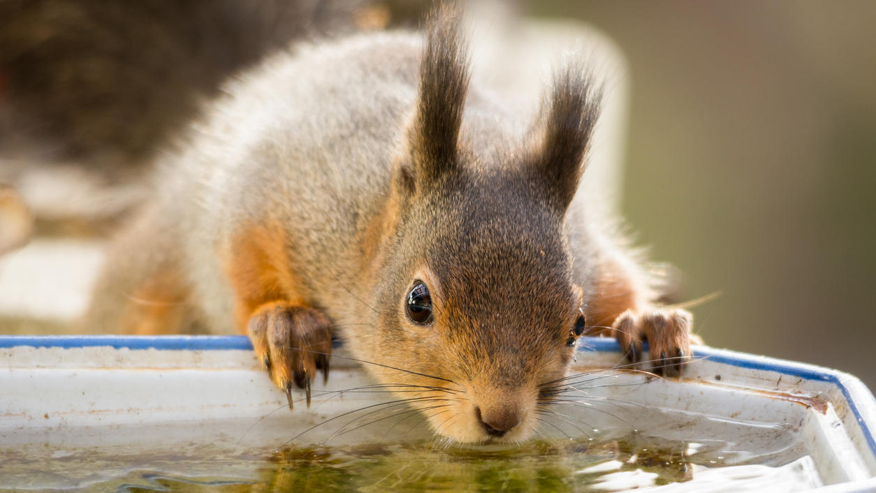 Wetterlexikon: Wasser Ein Eichhörnchen trinkt an einer Tränke.